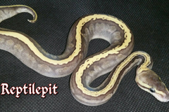 Ghi Mojave Pinstripe Ballpython