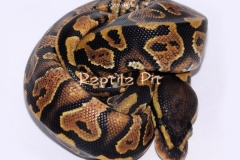 GOBLIN BALLPYTHON