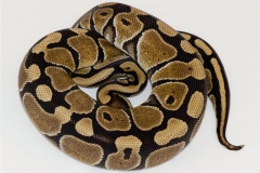HET RUSSO BALLPYTHON