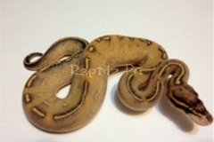 HIGHWAY BALLPYTHON