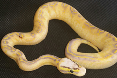 Highway Pastel Calico Ballpython