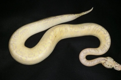 Highway Pastel Woma Ballpython