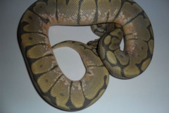 HONEY BEE BALLPYTHON