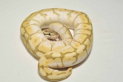 HYPO LESSERBEE BALLPYTHON