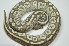 HYPO MOJAVE BALLPYTHON