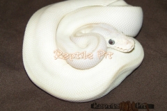 KARMA BALLPYTHON