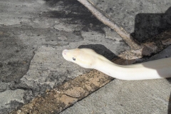 KARMA YELLOWBELLY BALLPYTHON