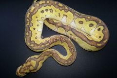 KING CLOWN BALLPYTHON