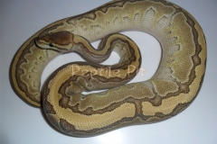 KINGPIN BALLPYTHON