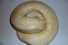 LAVENDER ALBINO (REPTILEPIT LINE) BALLPYTHON