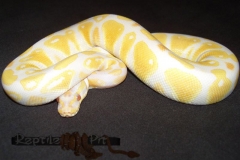 LAVENDER ALBINO BALLPYTHON