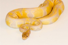 LAVENDER ALBINO HET PIED BALLPYTHON