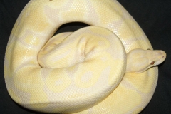 LAVENDER ALBINO TSK BALLPYTHON