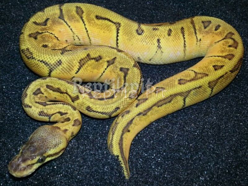 Lemon Blast Ball Python