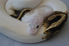PARADOX IVORY BALLPYTHON