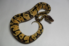 PASTEL BALLPYTHON
