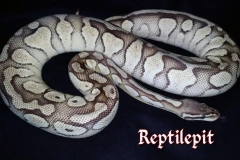 Pastel Butter BALLPYTHON