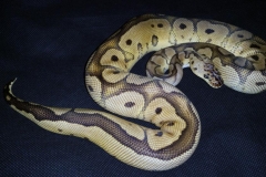 Pastel Clown BALLPYTHON