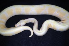 Pastel Lavender Albino BALLPYTHON