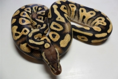 PASTEL PHANTOM BALLPYTHON