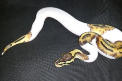 Pastel Piebald BALLPYTHON