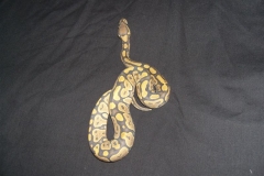 PEACH GHOST BALLPYTHON