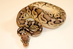 PEWTER HET CLOWN BALLPYTHON