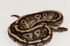 PHANTOM 44 BALLPYTHON
