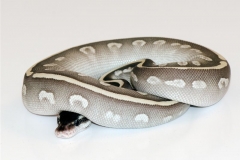 PHANTOM POTION BALLPYTHON