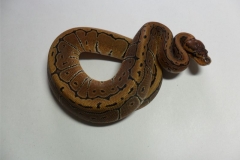 PINSTRIPE BALLPYTHON