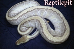 Platinum Pinstripe BALLPYTHON