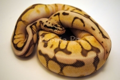 QUEEN BEE YELLOW BELLY BALLPYTHON