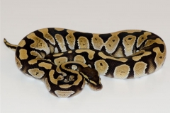 R-LINE MOJAVE BALLPYTHON