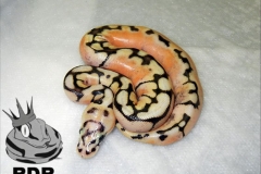 SHATTER BUMBLE BEE BALLPYTHON