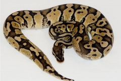 SHATTER PASTEL BALLPYTHON