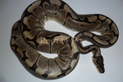 SPIDER (REPTILEPIT LINE) BALLPYTHON