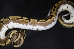 Spider Phantom Calico BALLPYTHON