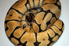 SPIDER PHANTOM YELLOWBELLY BALLPYTHON