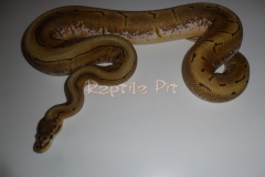 SPINNER BALLPYTHON