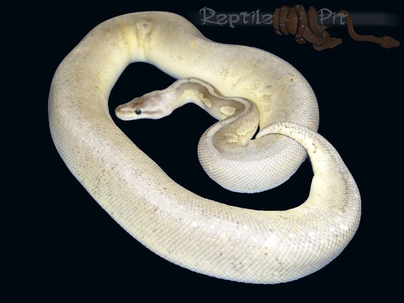 STERLING BALLPYTHON