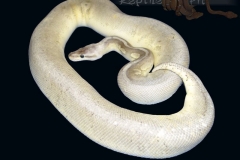 STERLING BALLPYTHON