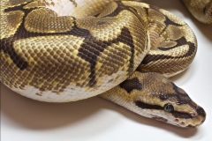 STINGER HET DADDY BALLPYTHON