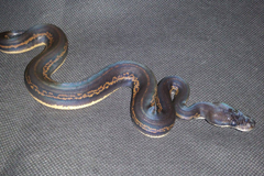 Super Blackhead Leopard Het Red Axanthic Red and Ringer Gene PH Piebald Ballpython