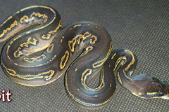 Super Blackhead Leopard Poss Het Piebald Red and Ringer Gene Ballpython