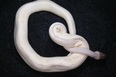 SUPER MOJAVE SPIDER BALLPYTHON