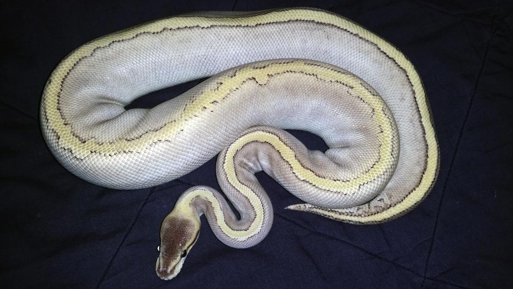 SUPER PHANTOM PINSTRIPE BALLPYTHON