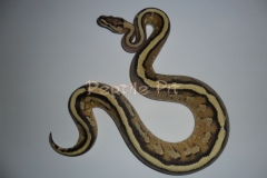 SUPERSTRIPE BALLPYTHON