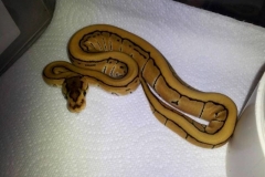 TIGER PINSTRIPE BALLPYTHON