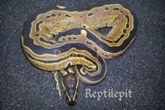 TRISTRIPE BALLPYTHON