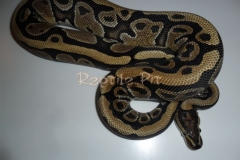 WIRLWIND BALLPYTHON